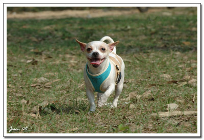 dog020.jpg