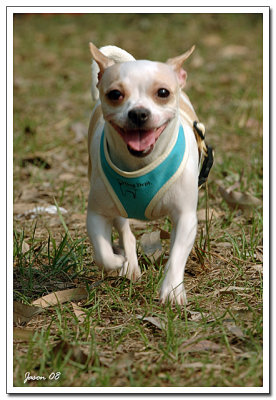 dog021.jpg