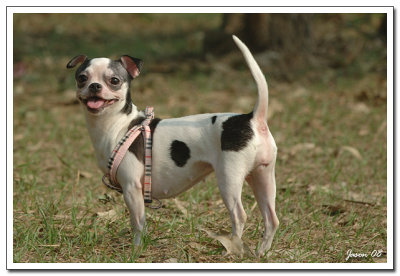 dog0202.jpg