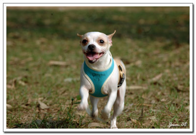 dog023.jpg