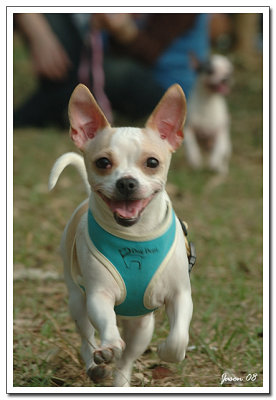 dog024.jpg