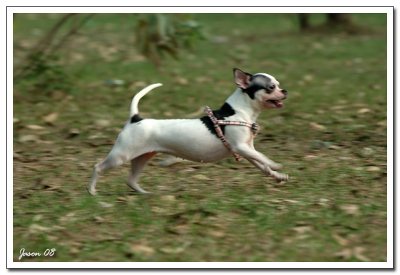 dog026.jpg