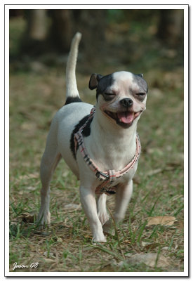 dog027.jpg