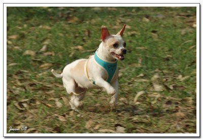 dog028.jpg