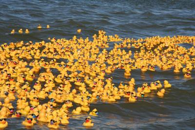 Duckies loose Ohio River