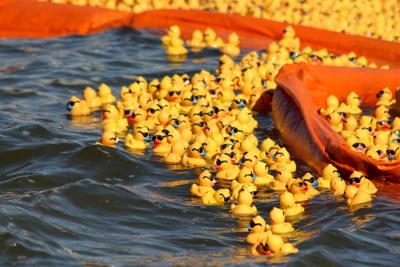 more duckies escape