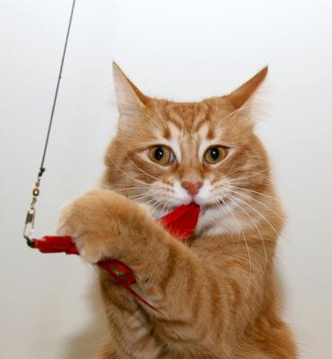 sherlock-feather.jpg