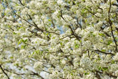 Bradford Pear 01