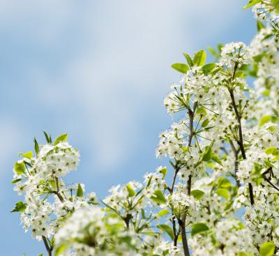 Bradford Pear 02