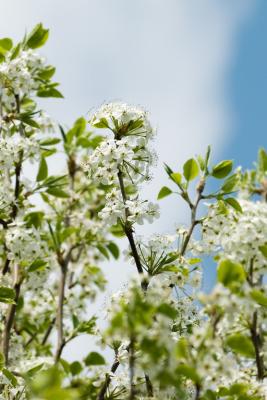 Bradford Pear 03