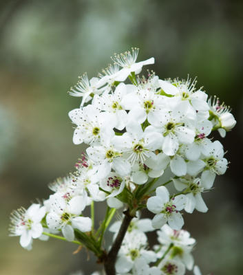 Bradford Pear 04