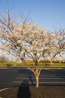 Cherry Trees 01