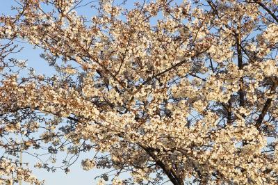 Cherry Trees 02