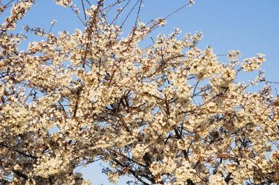 Cherry Trees 03