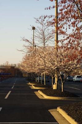 Cherry Trees 04