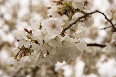 Cherry Trees 05