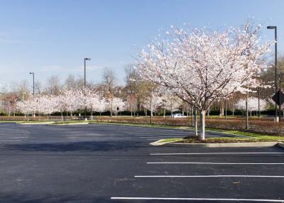 Cherry Trees 07