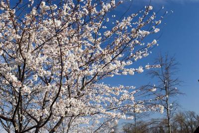 Cherry Trees 10