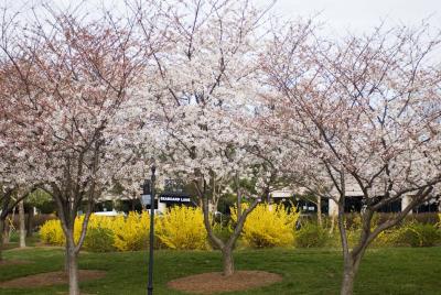 Cherry Trees 11