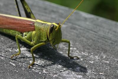 g3/69/447869/3/55280247.OBXforPBaseCRW_6752resize.jpg