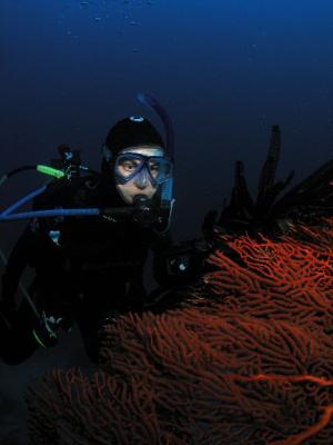 Fiji Underwater