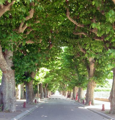Tree covered Street in Viviers