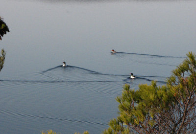 Commom Mergansers