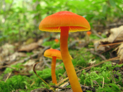 Red chanterelle