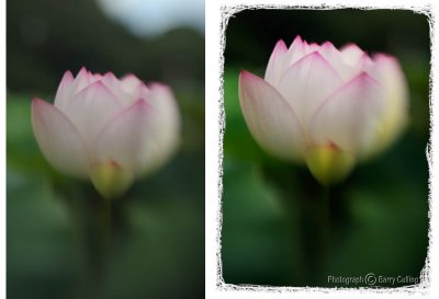 Lensbaby lotus.jpg