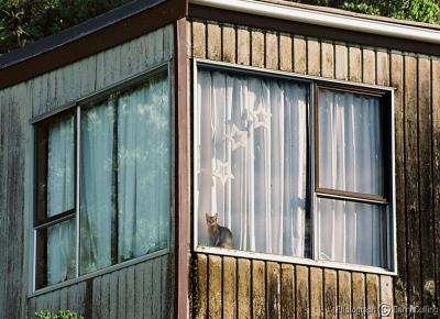 Wellington window with Cat.jpg