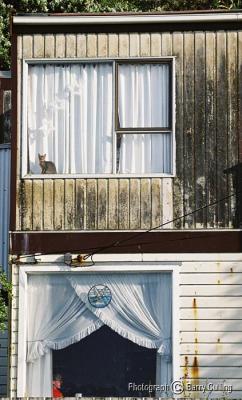 Wellington window with Cat 2.jpg
