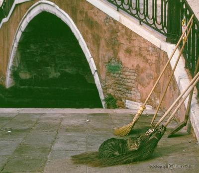 Venice cat on broom.jpg