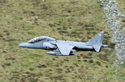 Harrier.jpg