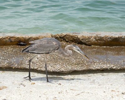 Great Blue Heron