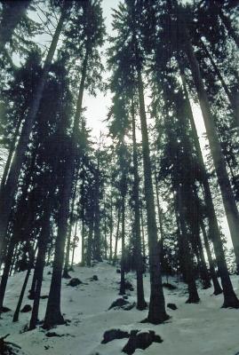 g3/69/503169/3/53287372.t09s029_TreesinFlimsSwitzerlandApr1983.jpg