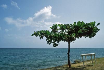 t24s083_Tree and Table, Ocho Rios, Jamaica, Aug 1987.jpg