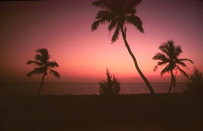 t07s103_The 3 Palms, SSP, Captiva, FL, Aug 1982.jpg