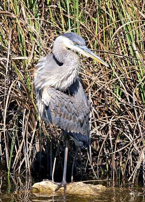 Great Blue Heron