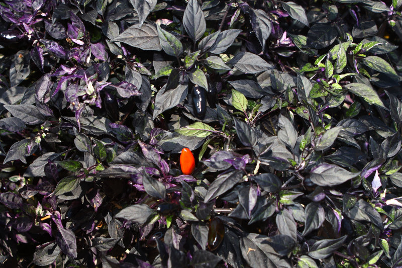 Ornamental Peppers Calico_1.JPG