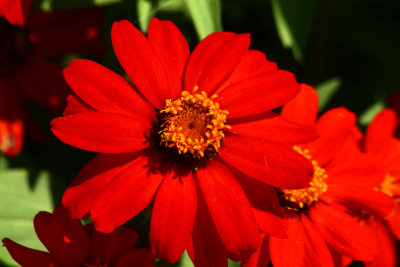 Zinnia Zahara Scarlet_3.JPG