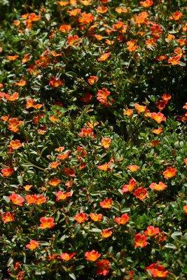 Portulaca Pizazz Salmon_1.JPG