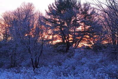 Frozen Woods On Bowen Road