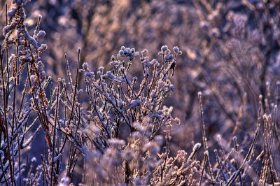 Frozen On Billington