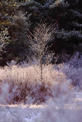 Frosty Tree In The Light