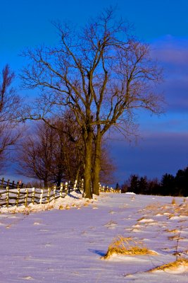 Knox Farm Tree  8:32 AM