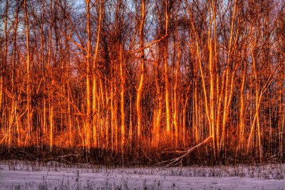 Sunset On Winter Trees