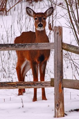 A Deer Visitor