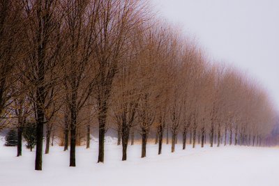 Connolly Trees