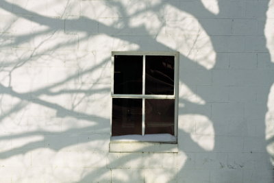 Tree Shadow