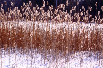 Grass In The Snow